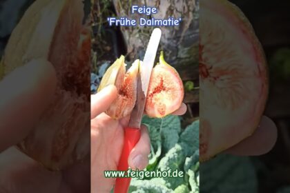 Feige ‚Frühe Dalmatie‘ #ficusscarica #feigenpflege #feigenernte