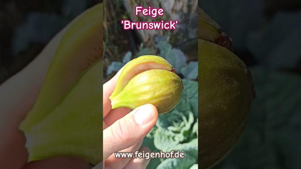 Feige ‘Brunswick’ #ficusscarica #feigenernte #feigenpflege