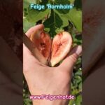 Feige ‚Bornholm‘ www.feigenhof.de #feigenpflege #ficusscarica