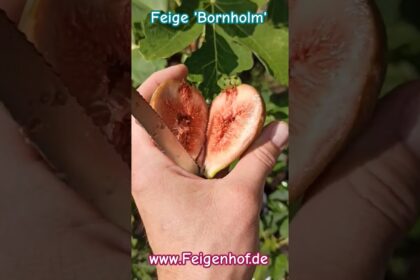 Feige ‚Bornholm‘ www.feigenhof.de #feigenpflege #ficusscarica