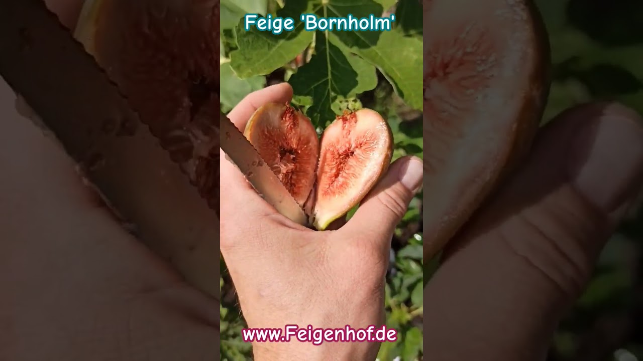 Feige ‚bornholm‘ Www.feigenhof.de #feigenpflege #ficusscarica