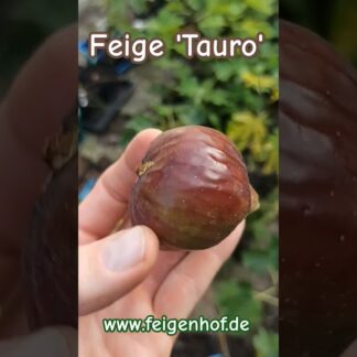 Ficus carica “Tauro"