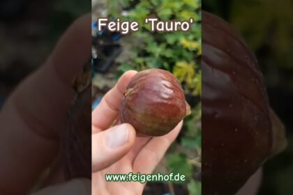 Feige ‚Tauro‘ www.feigenhof.de