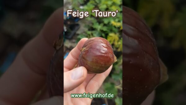 Feige ‚tauro‘ Www.feigenhof.de