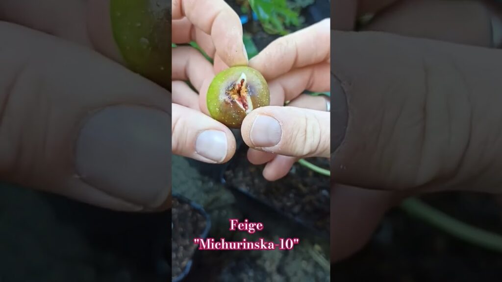 Feige Michurinska-10 #feigenpflege #feigenernte #ficusscarica