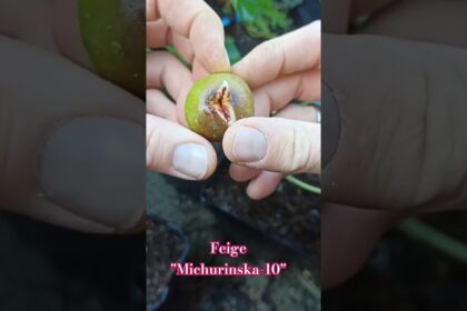 Feige Michurinska-10 #feigenpflege #feigenernte #ficusscarica