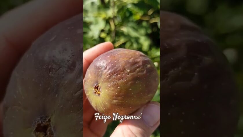 Feige ‚negronne‘ #feigenpflege #feigenernte #ficusscarica