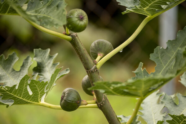 Ficus carica “Ice Crystal“ – Bild 15