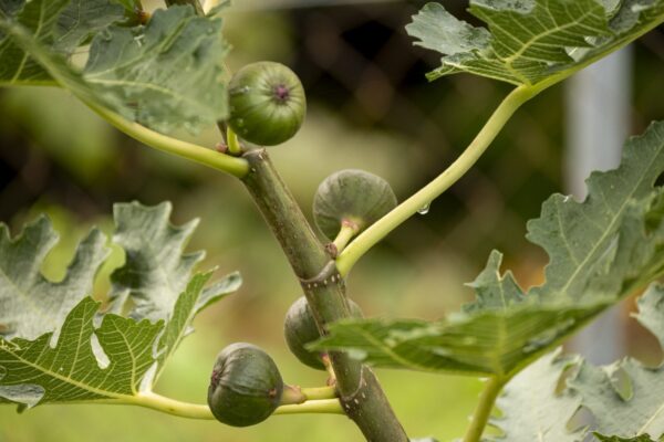 Ficus carica “Ice Crystal“ – Bild 14