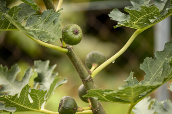 Ficus carica “Ice Crystal“ – Bild 7