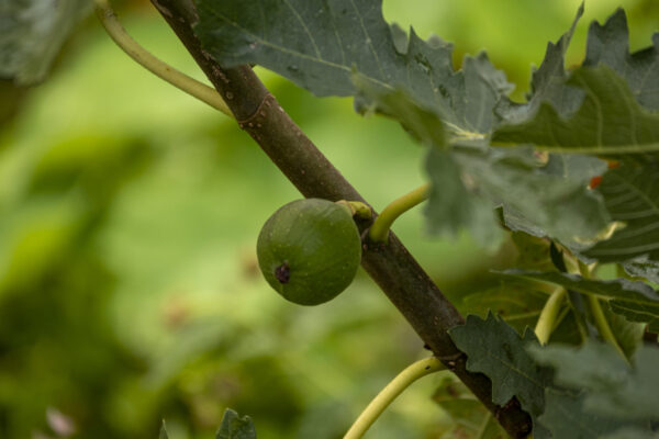 Ficus carica “Ice Crystal“ – Bild 2