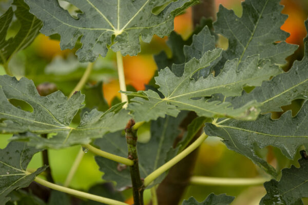 Ficus carica “Ice Crystal“ – Bild 5