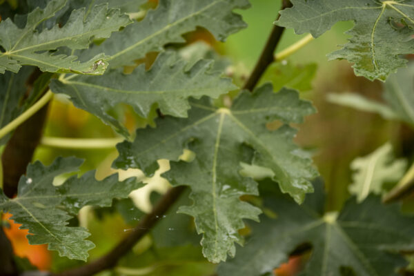 Ficus carica “Ice Crystal“ – Bild 10