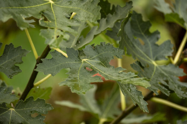 Ficus carica “Ice Crystal“ – Bild 9