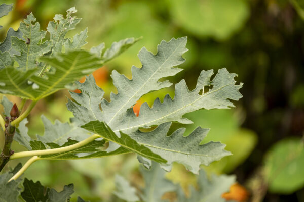 Ficus carica “Ice Crystal“ – Bild 6