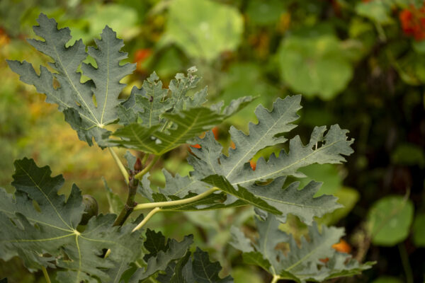 Ficus carica “Ice Crystal“ – Bild 8