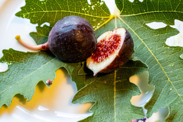 Ficus carica “Ice Crystal“