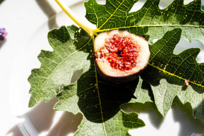 Ficus carica “Ice Crystal“ – Bild 22