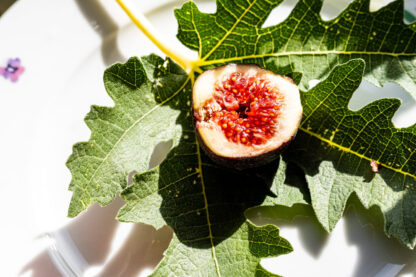 Ficus carica “Ice Crystal“ – Bild 13