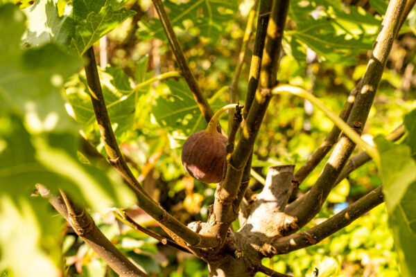 Ficus carica “Ice Crystal“ – Bild 3