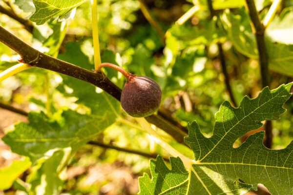 Ficus carica “Ice Crystal“ – Bild 4