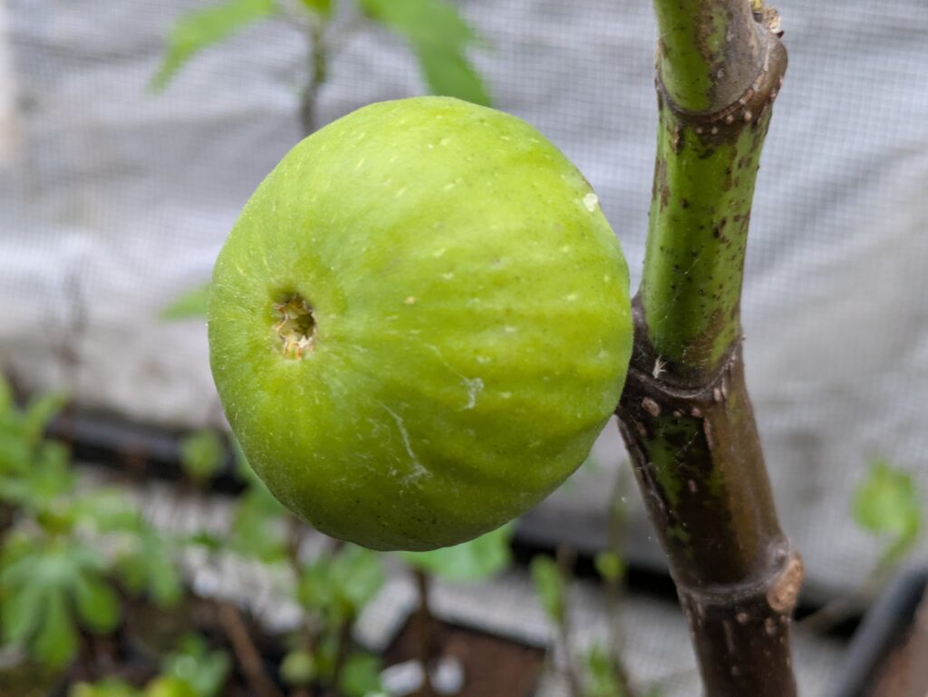 Ficus carica Turkish Gold