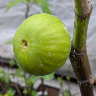 Ficus carica ‘Turkish Gold’ – Süße goldgelbe Feigen mit intensivem Aroma und robuster Pflege