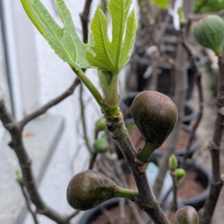 Ficus carica “Black Ishia” – Dunkle, aromatische Feige mit süßem Geschmack