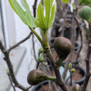 Ficus carica “Black Ishia”
