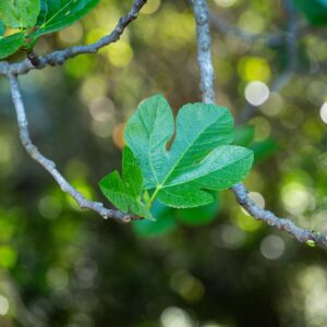 Ficus carica “Verdone”
