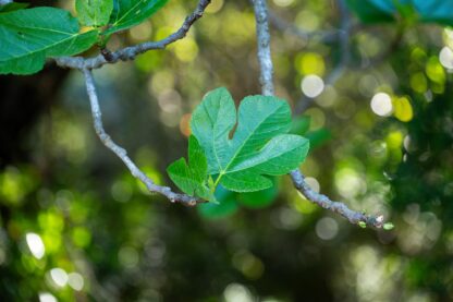 Ficus carica “Verdone”