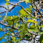 🌳 Der Bodhi-Baum im Buddhismus – Symbol für Erleuchtung und inneren Frieden 4 Bvo 1041