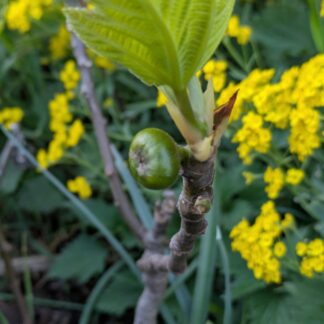 Ficus carica “Ceretto”