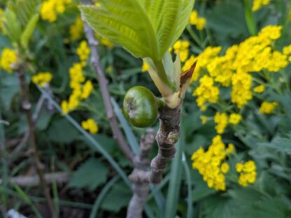 Ficus carica “Ceretto”