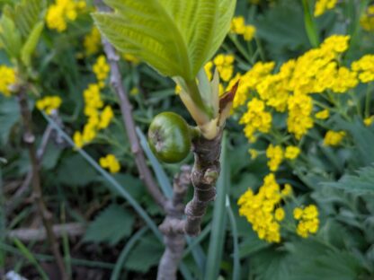 Ficus carica “Ceretto” – Bild 3