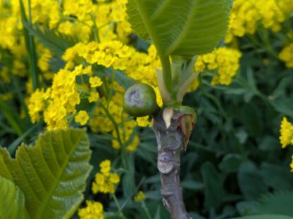Ficus carica “Ceretto” – Bild 2