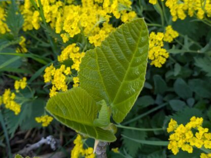 Ficus carica “Ceretto” – Bild 6
