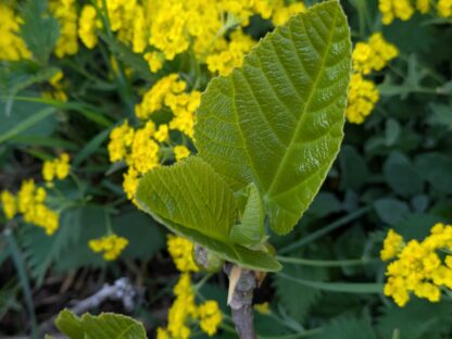 Ficus carica “Ceretto” – Bild 7