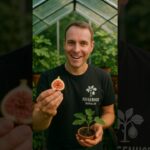 Sind feigen gesund? welche vitamine haben sie? – faq – www.feigenhof.de