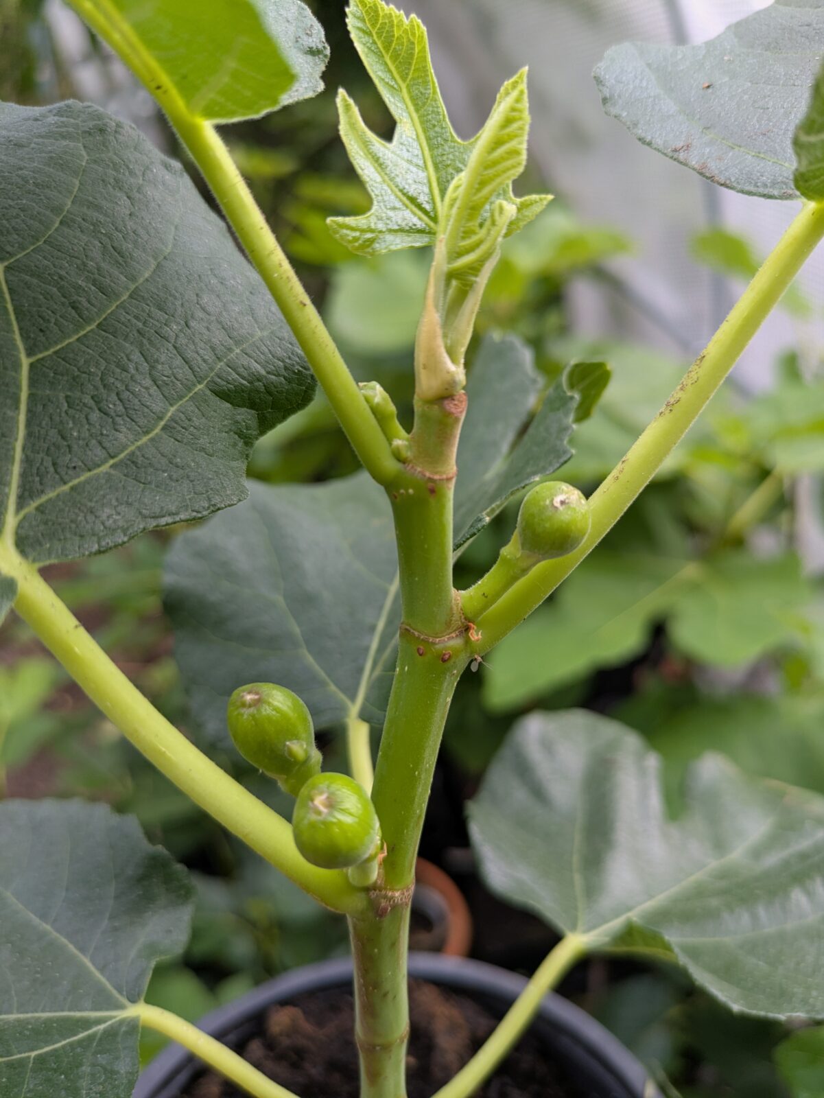 🍈 Die kleinen Michurinska-10 Feigen legen los – jetzt Früchte sichern, bevor es zu spät ist! 1 Pxl 20250626 064522702