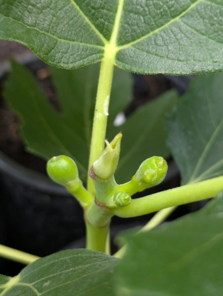 🍈 Die kleinen Michurinska-10 Feigen legen los – jetzt Früchte sichern, bevor es zu spät ist! 4 Michurinska-10