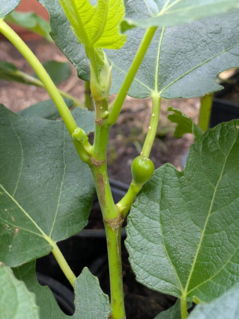 🍈 Die kleinen Michurinska-10 Feigen legen los – jetzt Früchte sichern, bevor es zu spät ist! 3 Michurinska-10