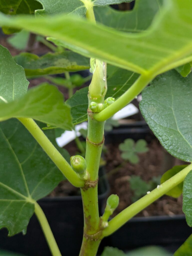 🍈 Die kleinen Michurinska-10 Feigen legen los – jetzt Früchte sichern, bevor es zu spät ist! 5 Michurinska-10