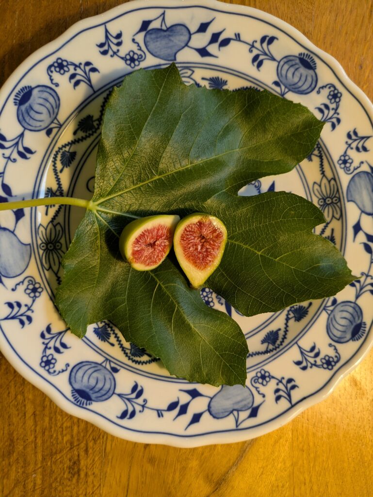 Ficus carica Sucrette