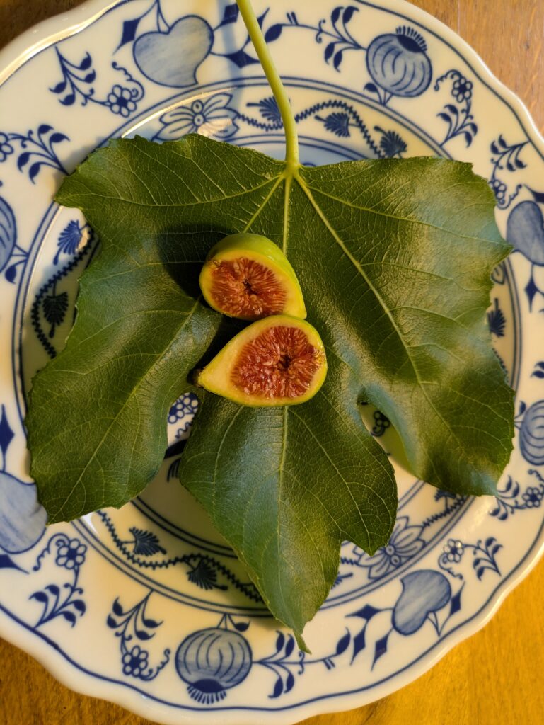 Ficus carica Sucrette