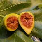 Ficus carica „Sucrette“ – Wenn Süße die Hauptrolle spielt 3 Ficus carica Sucrette