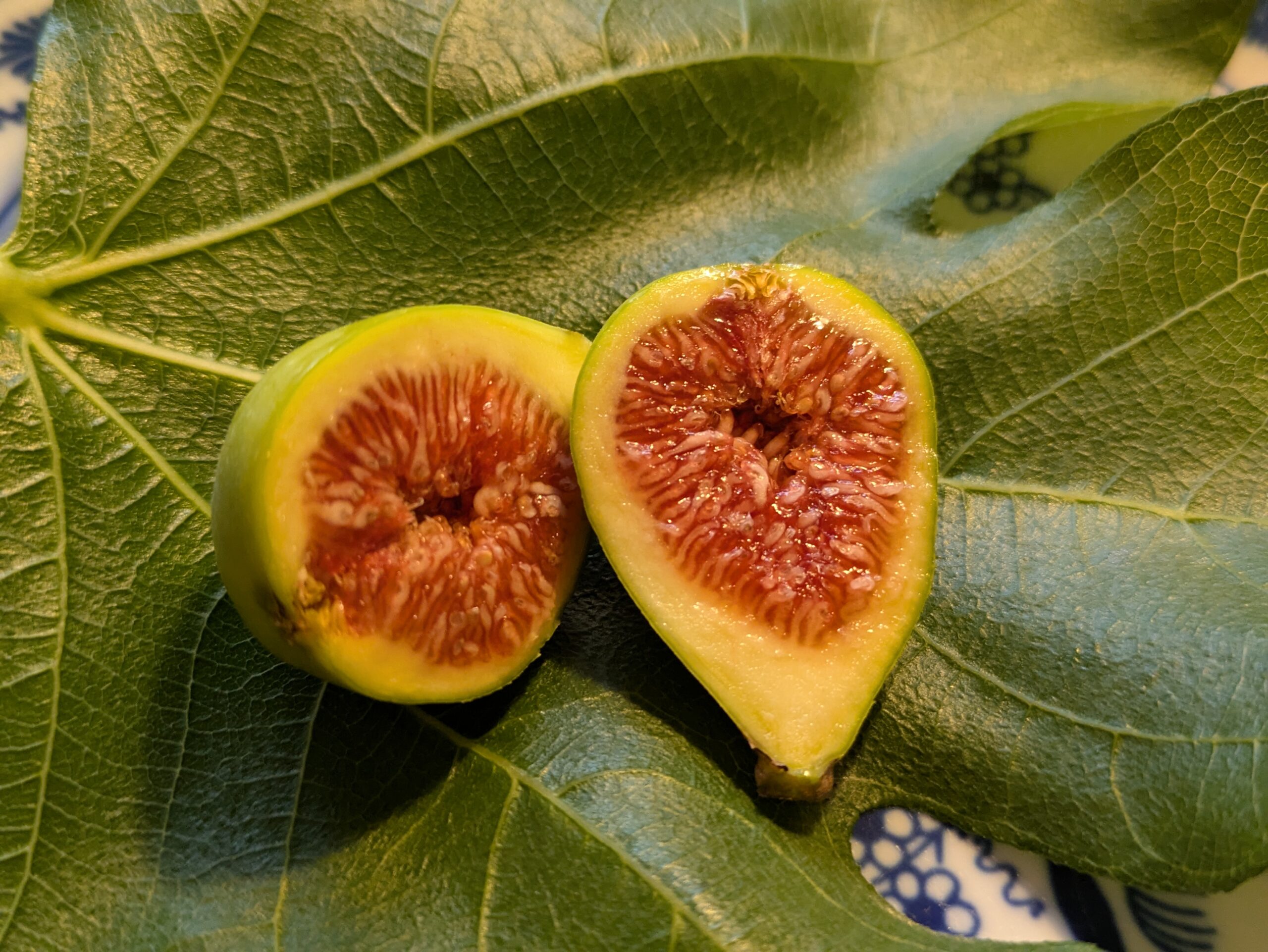 Ficus carica Sucrette