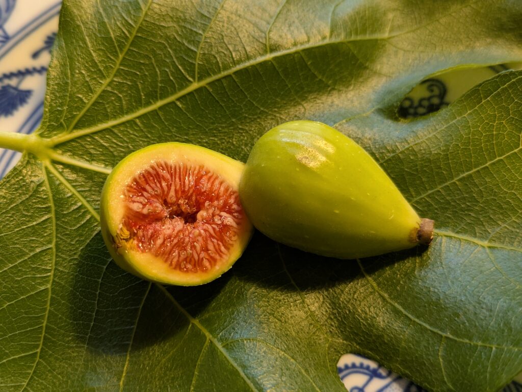 Ficus carica Sucrette