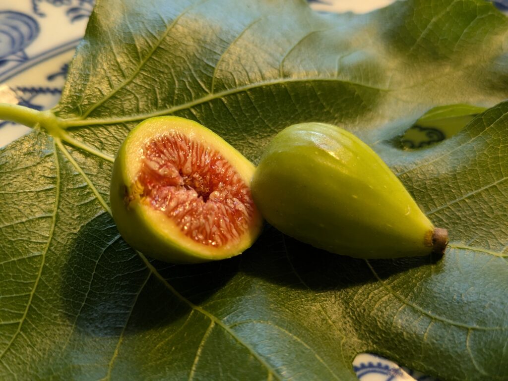 Ficus carica Sucrette