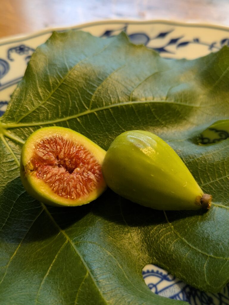 Ficus carica Sucrette